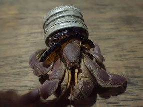 Hermit crabs, without humans where would they live