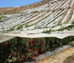 Lucious pomegranates, not to be found ...