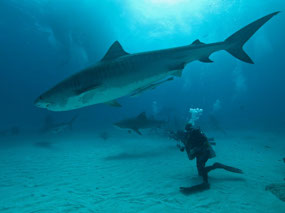 Mandy N Pete’s Bahamas dive w/Pete’s caption