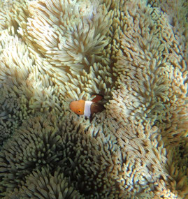 Elenka’s clownfish nestled in its anenome