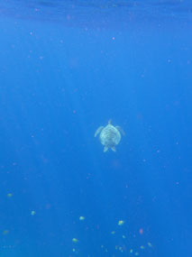 Elenka’s turtle escaping tiny fish