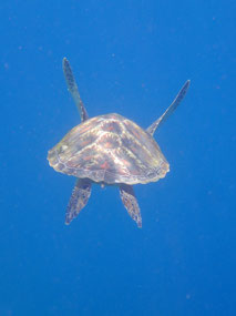 Elenka’s turtle in flight