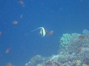 Goodbye my moorish idol