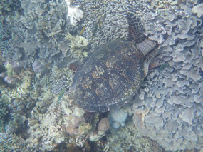 Goodbye turtle with your head in the coral