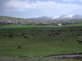 Cows - Manicuring and fertilizing the plain ...