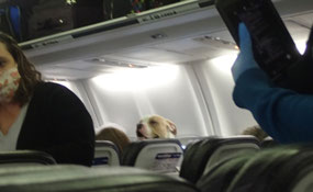 This pit-bull had his own seat on the flight … 