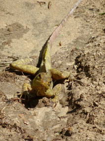 Jesus Christ lizards can walk on water …