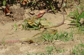 These two Jesus Christ lizards live …
