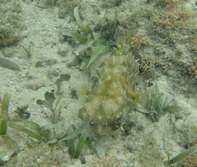 Bridled Burrfish