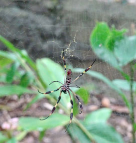 There’s a massive arachnid web just down … 