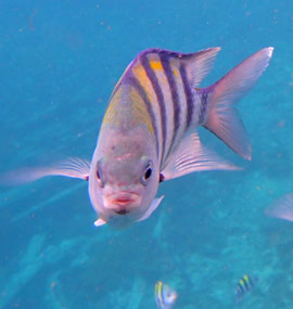 Sergeant Major welcomes Elenka to Raja Ampat 