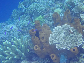 Tube coral