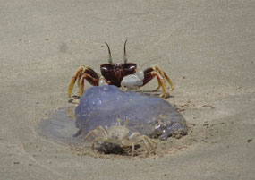 Two crabs share a beached jellyfish 