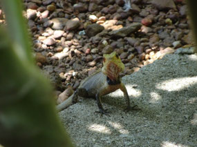 A porch lizard