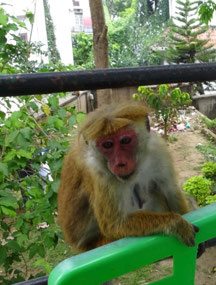 This guy jumped onto our balcony for a bite …