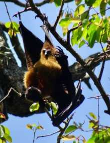 What do you see? Hint: bat’s sleep upside down