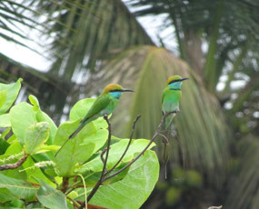 This pair of  Asian green bee-eaters had a nest…