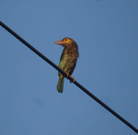 Brown-headed barbet
