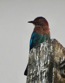 Indian Roller