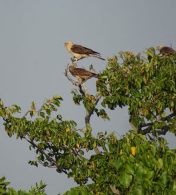Yellow-headed caracara (falcon)