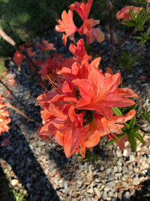 Such Beautiful Colour