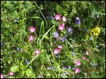 Wildflowers Liskeard