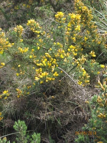 Gorse