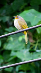 A visitor to Phukhaolak