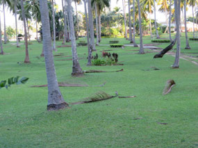 Fallen branches strewn across the gardens