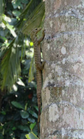 First monitor lizard of the year