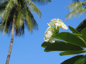 Frangipani near the beach
