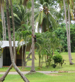 Shinning up the coconut palms