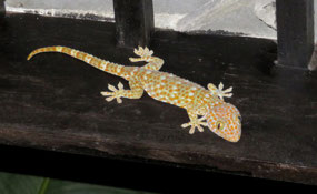 New tokay gecko on the block