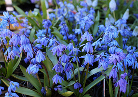 Beautiful blue scilla
