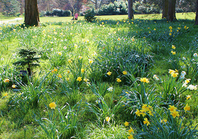 Daffodils at Hever