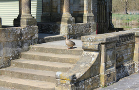 Duck thinks he has right of way-agree