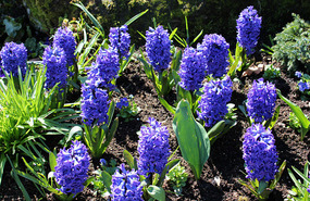 Gorgeous blue