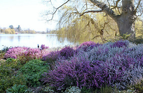 Heather by the lake