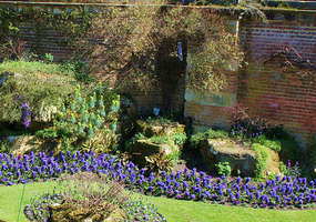 Hyacinths by the wall