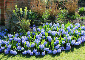 More hyacinths