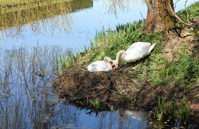Nesting swans