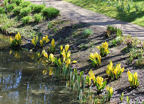 Skunk cabbage plants by the stream