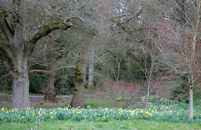 A carpet of daffodils