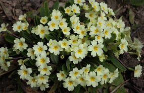 Carpet plants