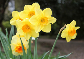 Daffodils