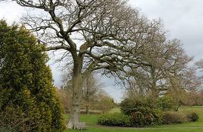 Gorgeous trees