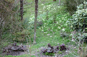 Long dell with polyanthus carpet