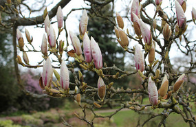 Magnolia buds