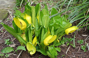 More skunk cabbage