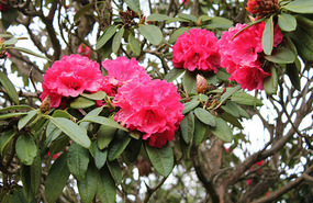Rhododendrens are just coming out